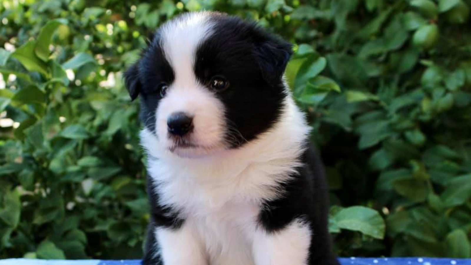 cropped-Boy-4-Inner-Glow-Aesthetic-Symmetry-5-1