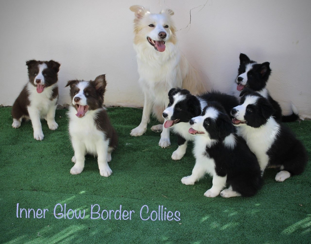 Inner Glow Border Collies