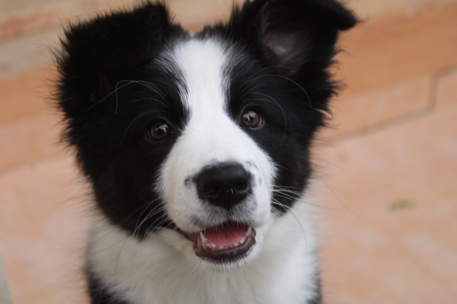Border collie Inner Glow Leia