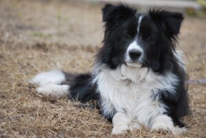 Border collie campo