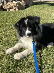 Border collie naturaleza