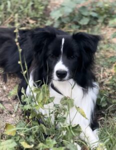 Border collie blanco y negro