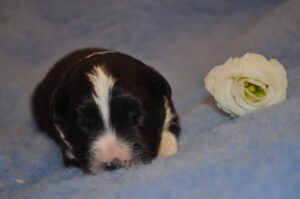 Border Collie cachorro