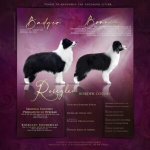 Pedigree Border Collie