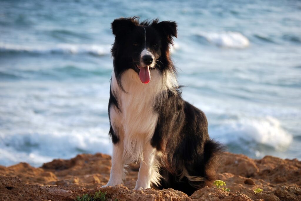 Border collie playa