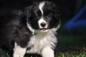 Cachorro de Border collie