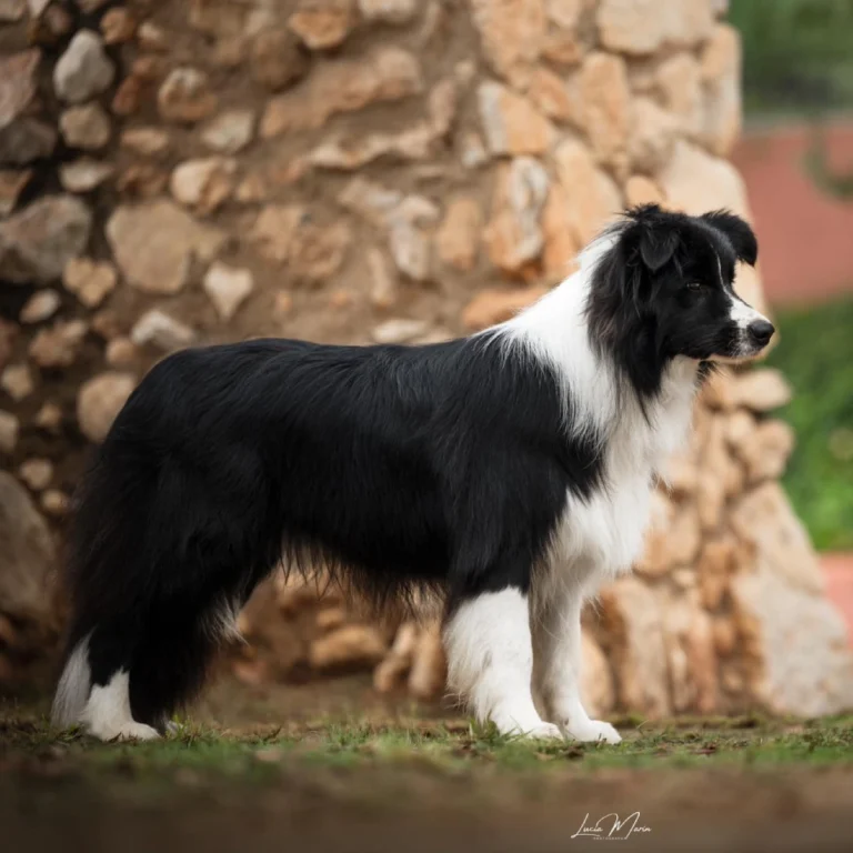 Cooper Triunfo en la Exposición Internacional de Valls 2024