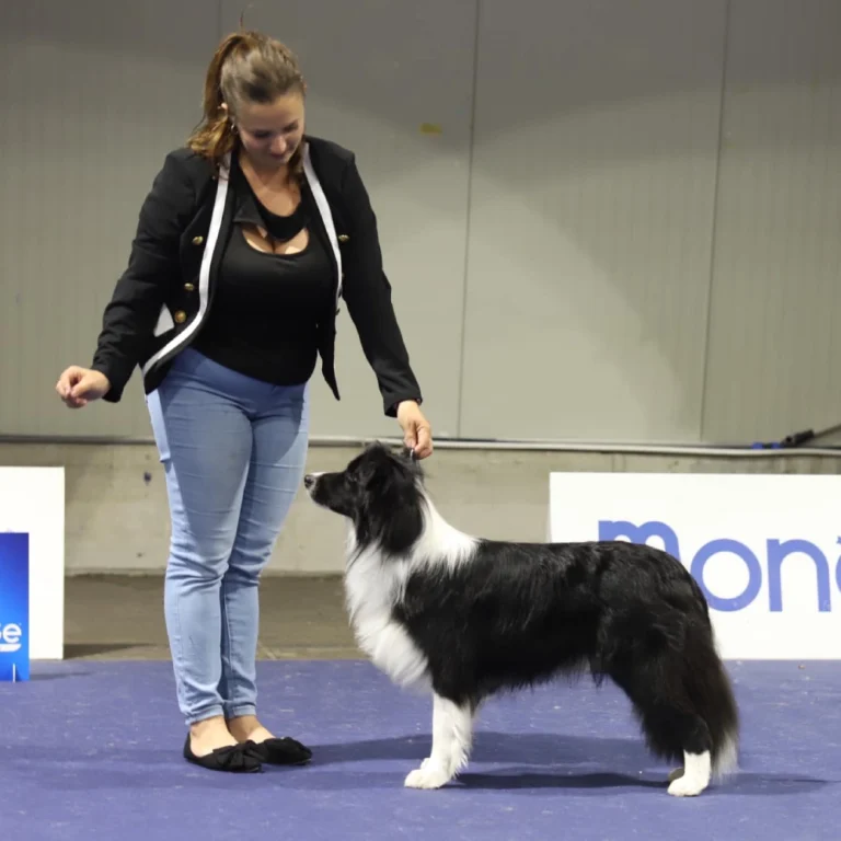 Cooper Un Éxito en la European Dog Show 2024