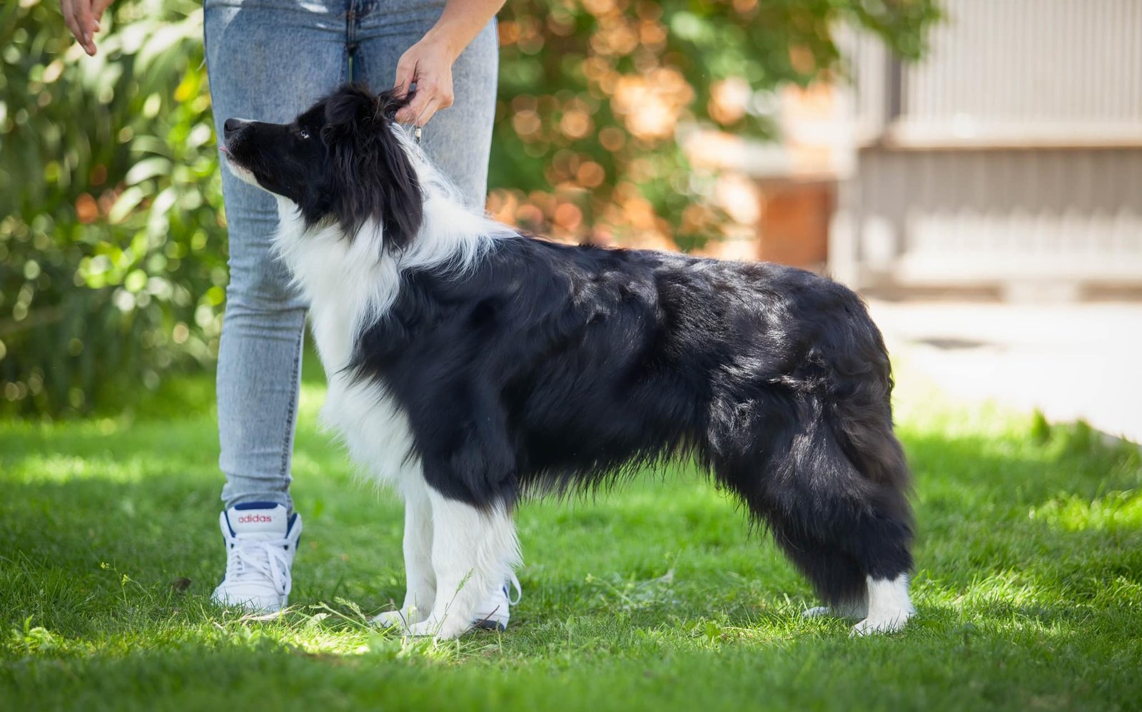 Nuestros Border Collies