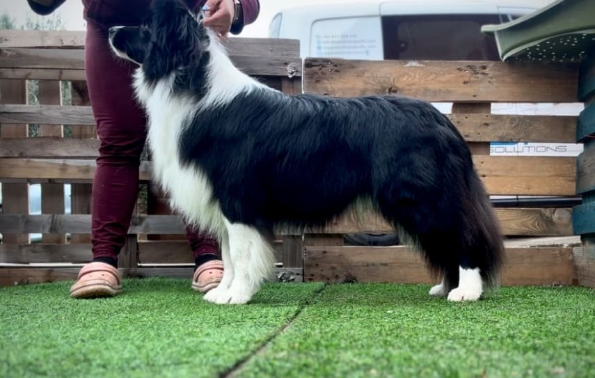 Cooper posado border collie