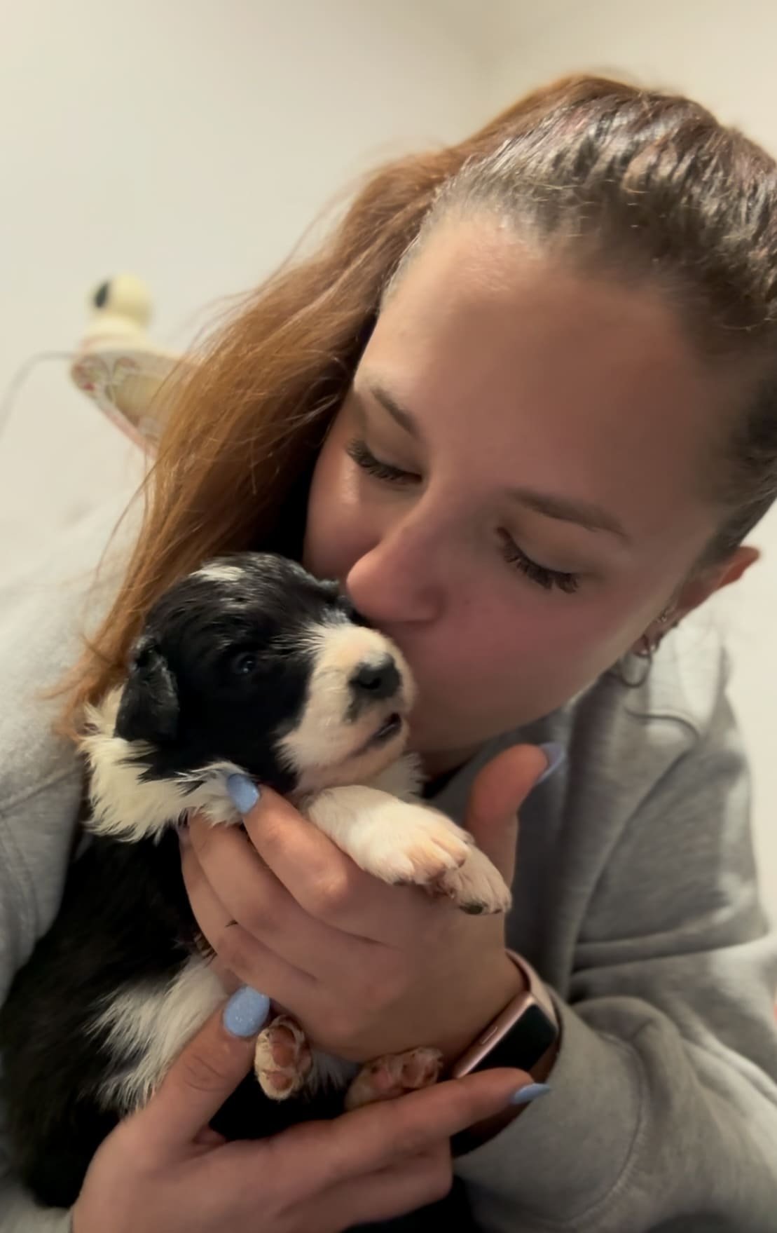 amor border collie