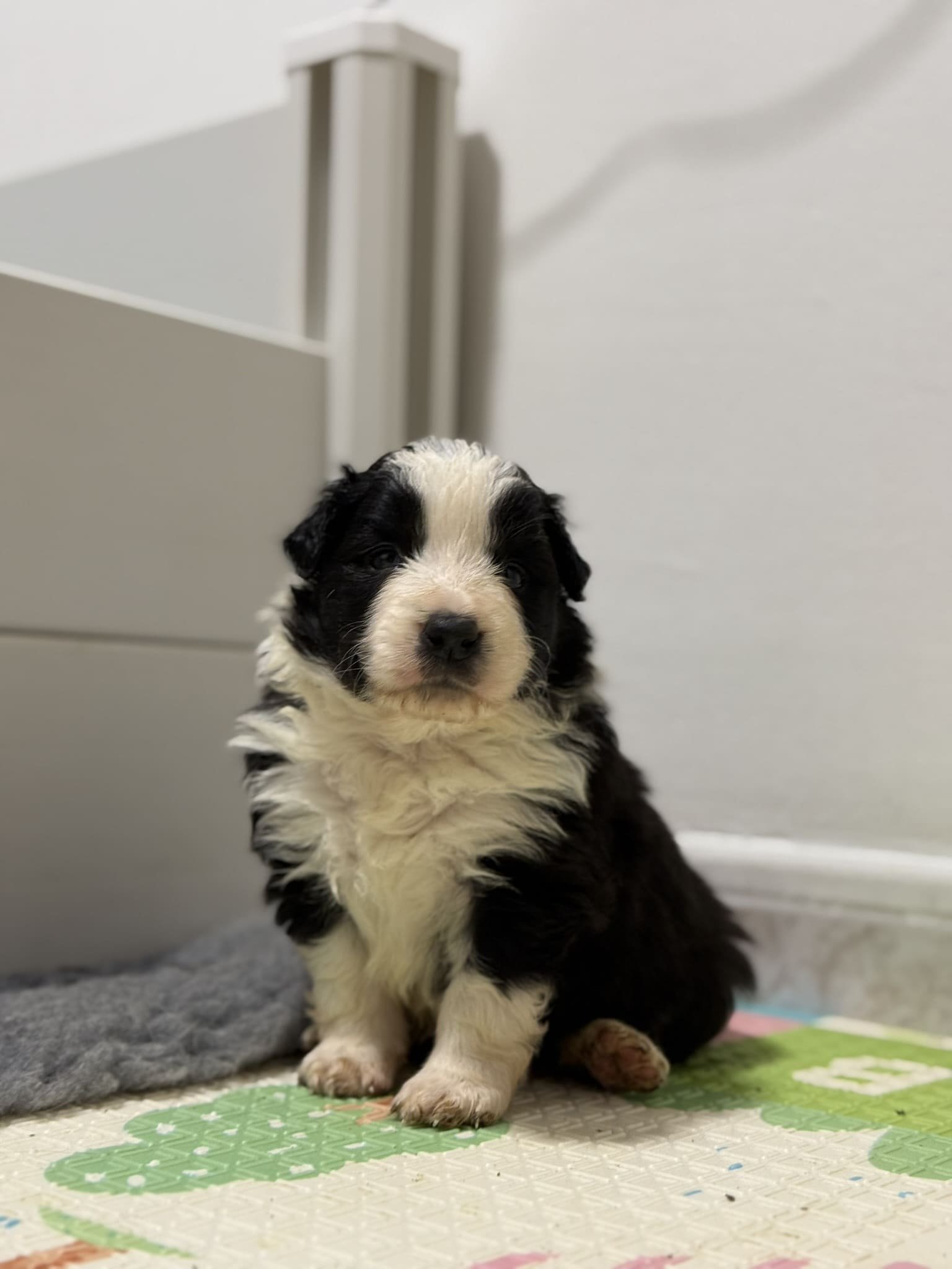 border collie blanco y negro