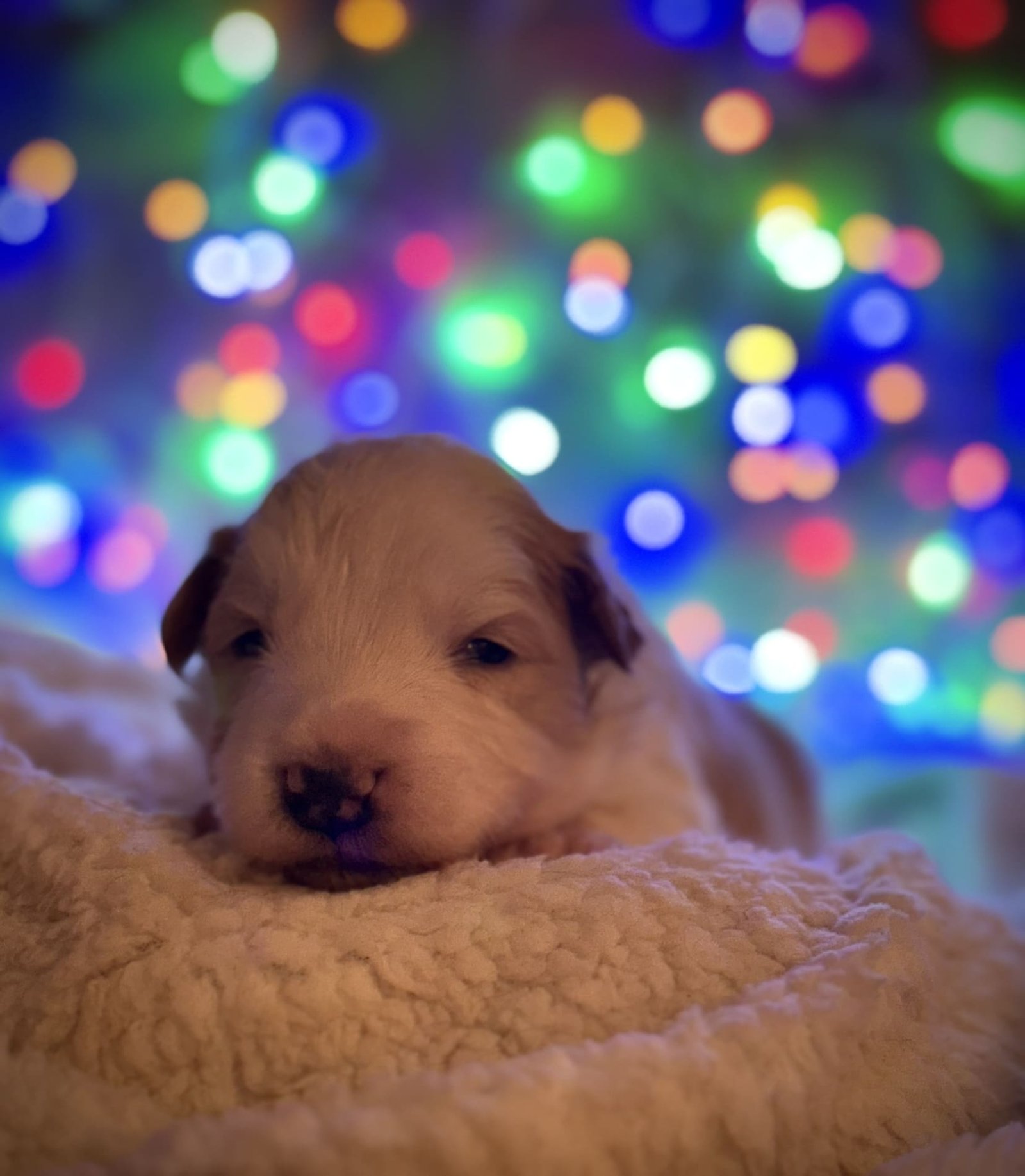 border collie rojo australiano