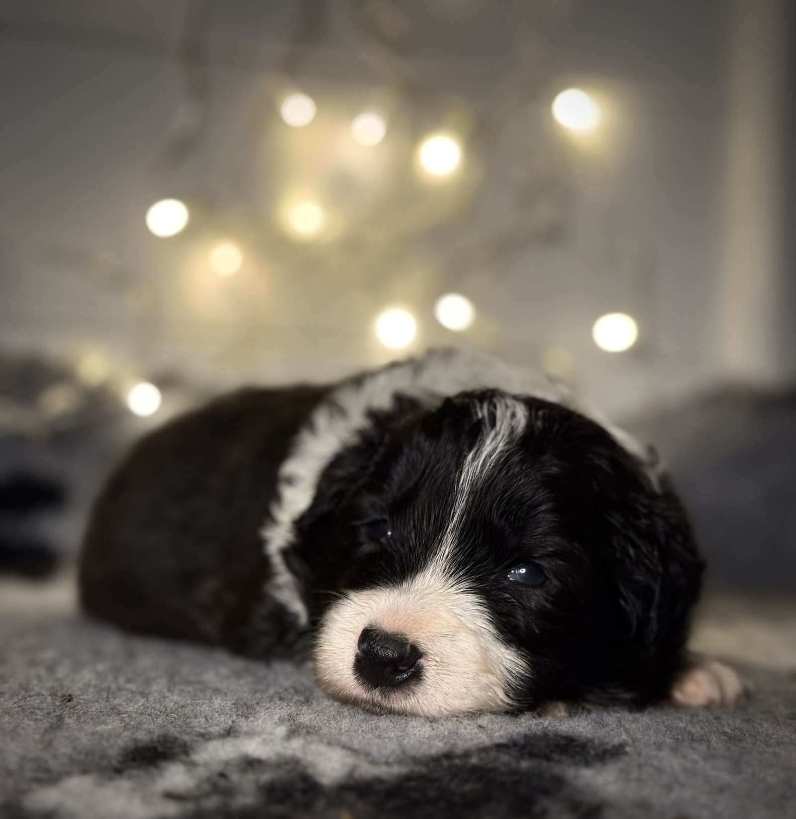 cachorra border collie 1