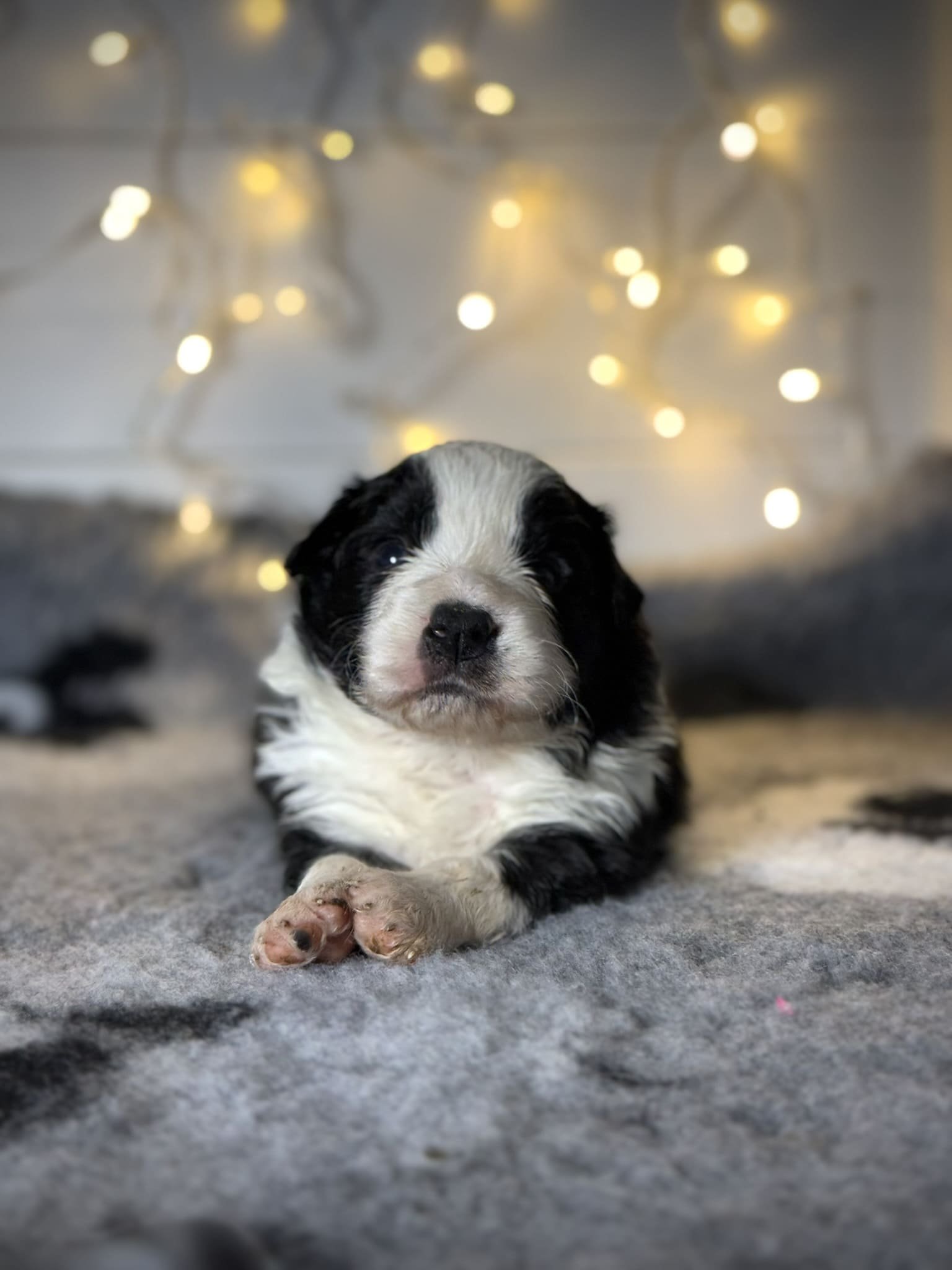 cachorra border collie 2