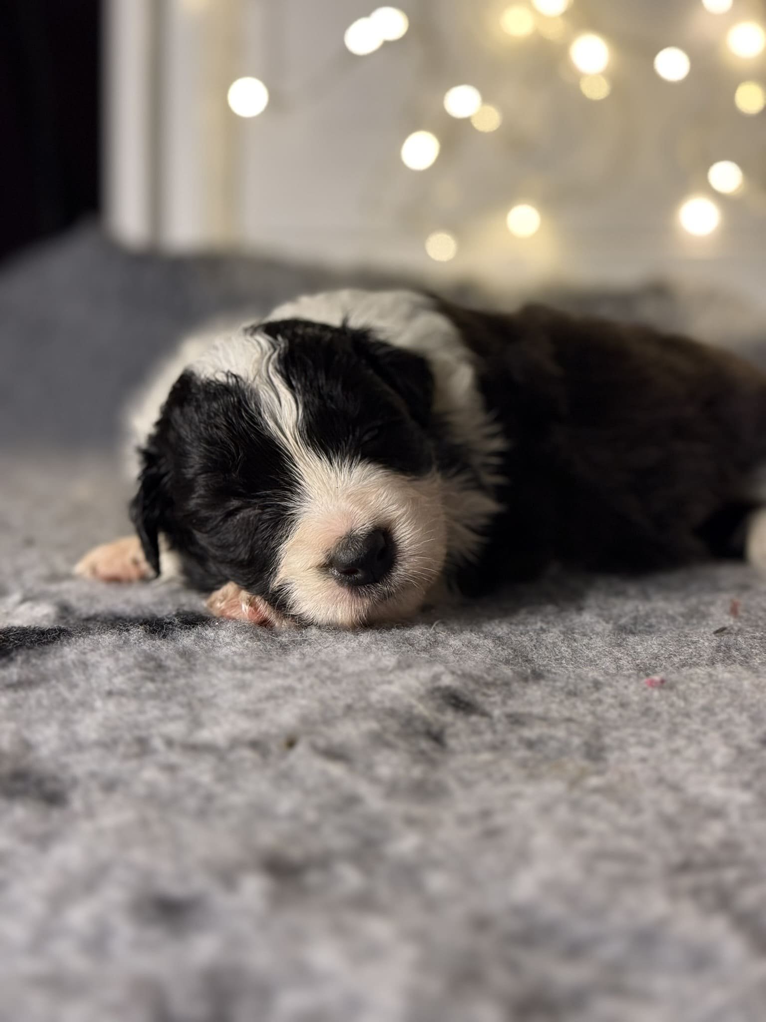 cachorra dormida