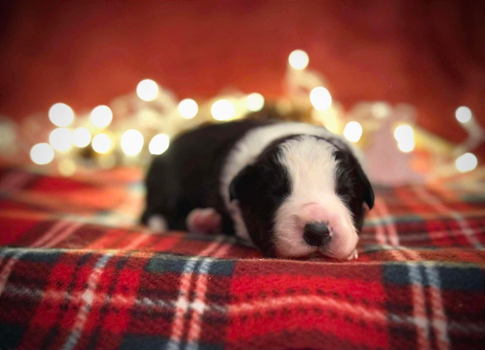 cachorro 1 semana