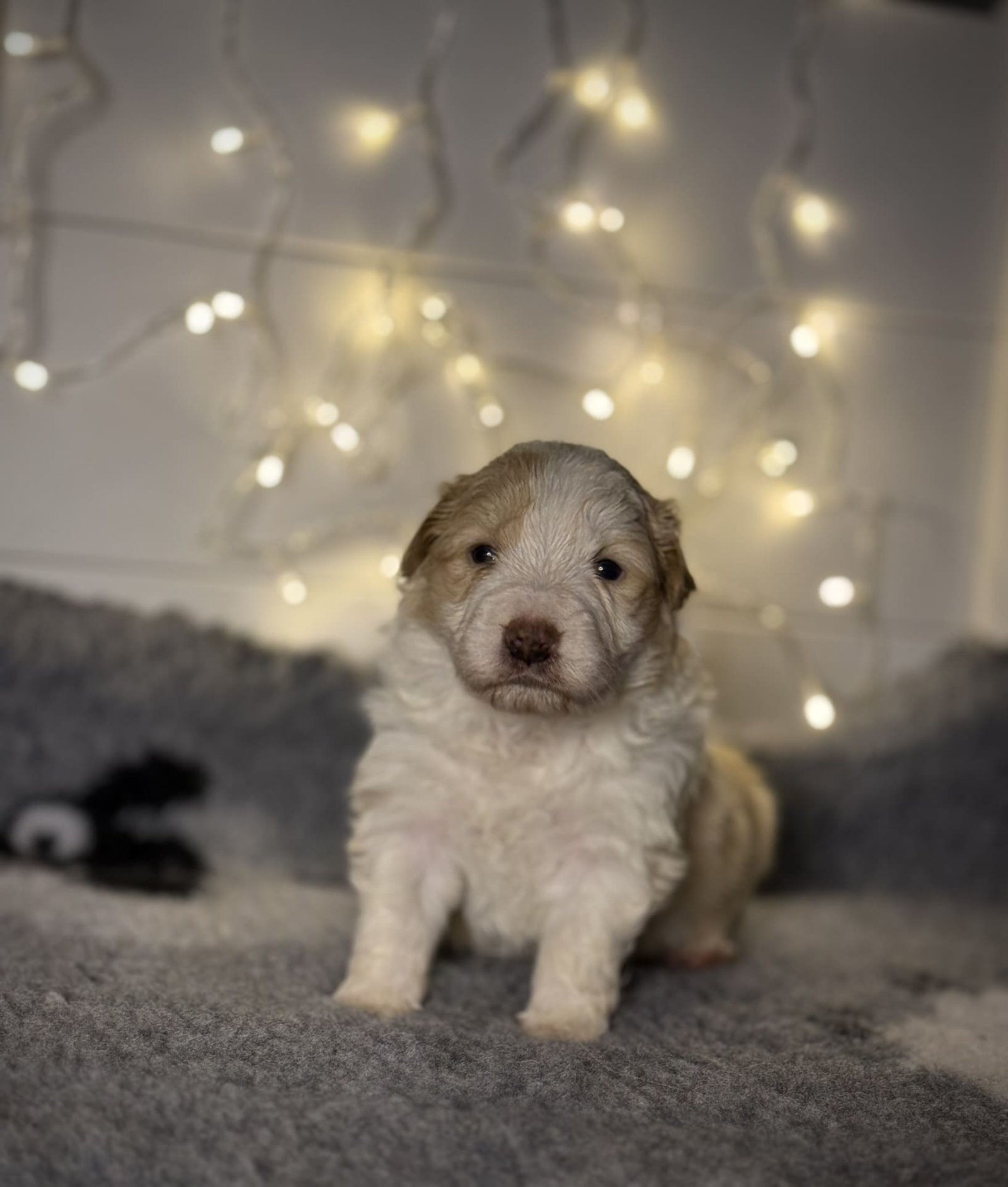 cachorro border collie eered