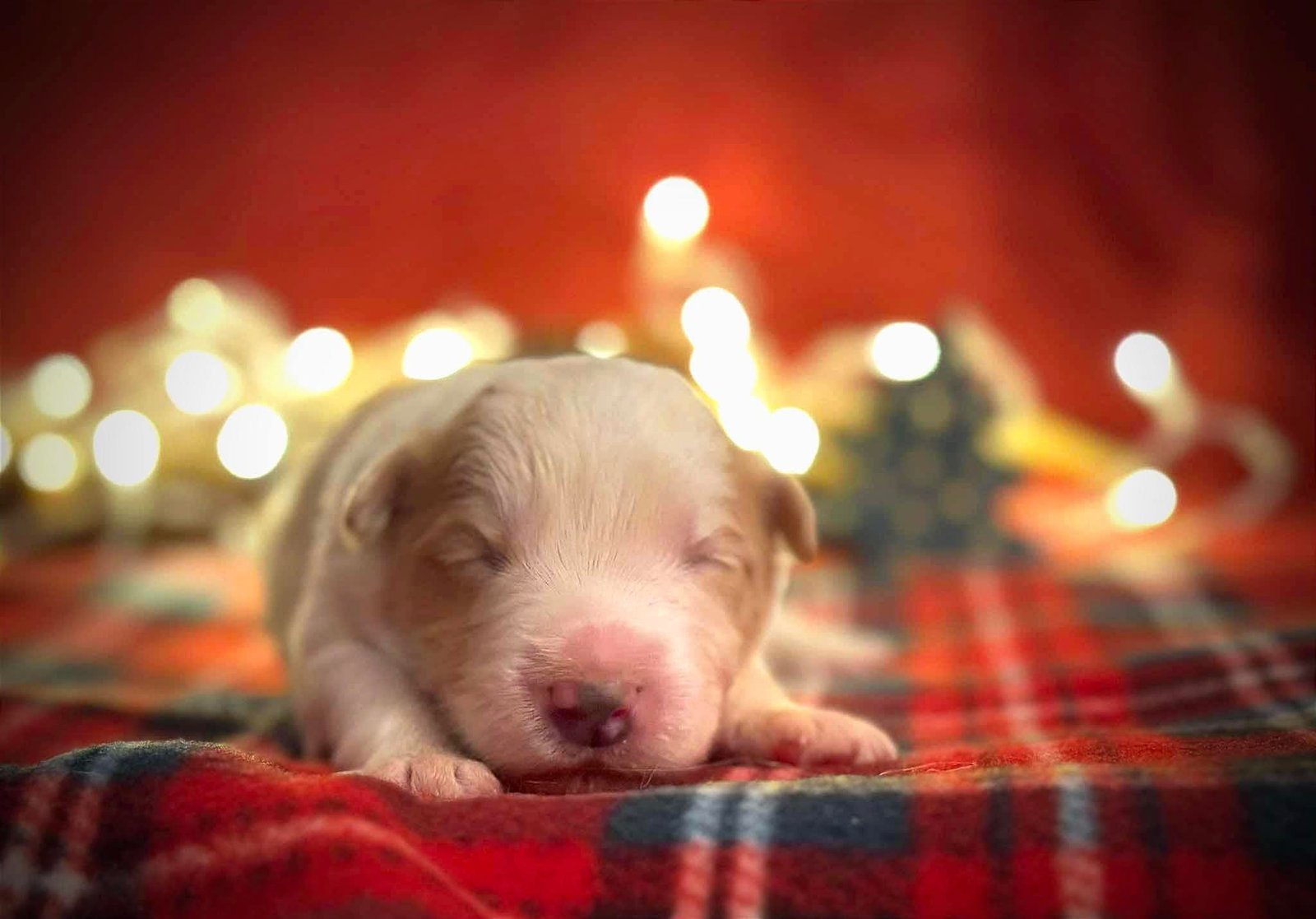 cachorro border collie rojo australiano