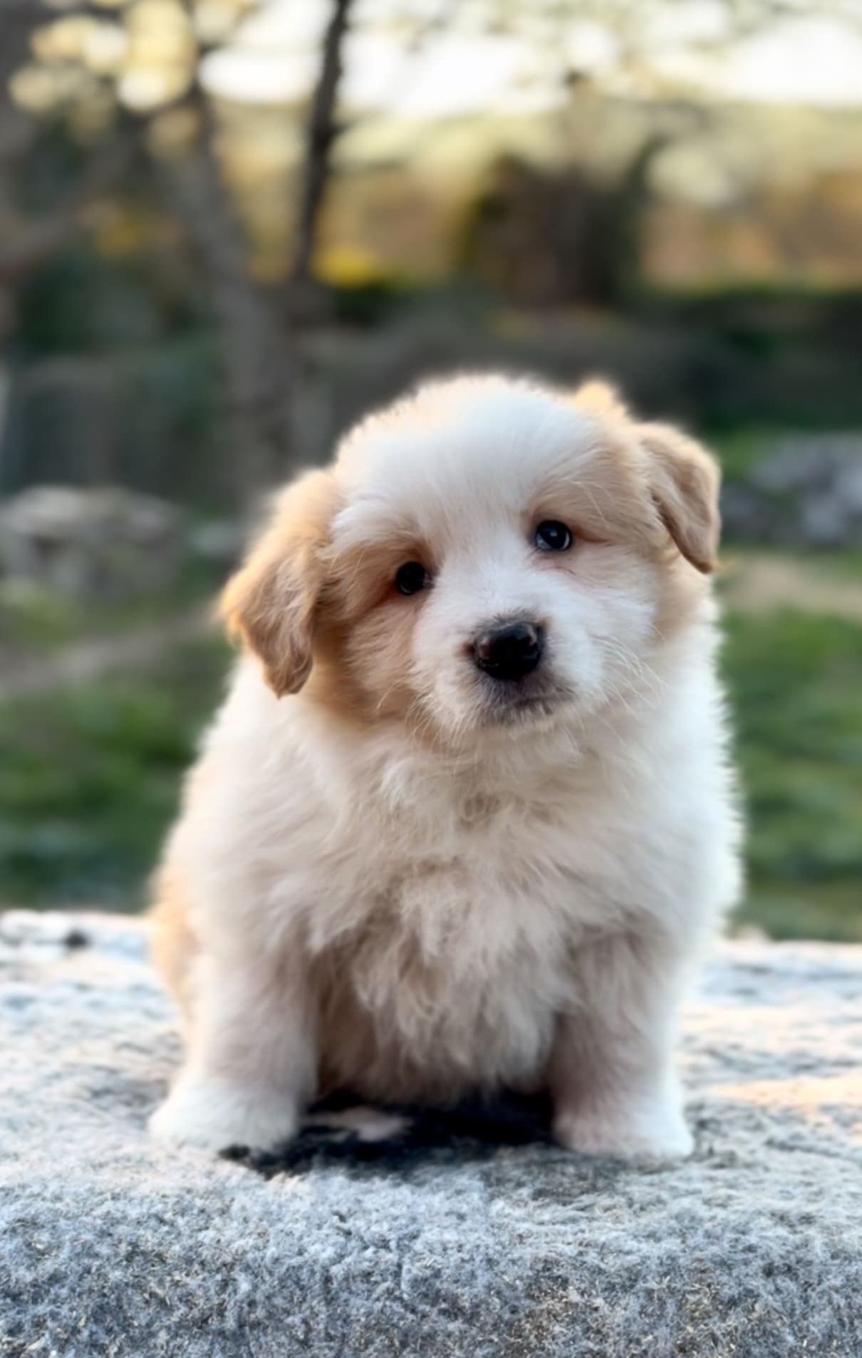 Border collie rojo australiano