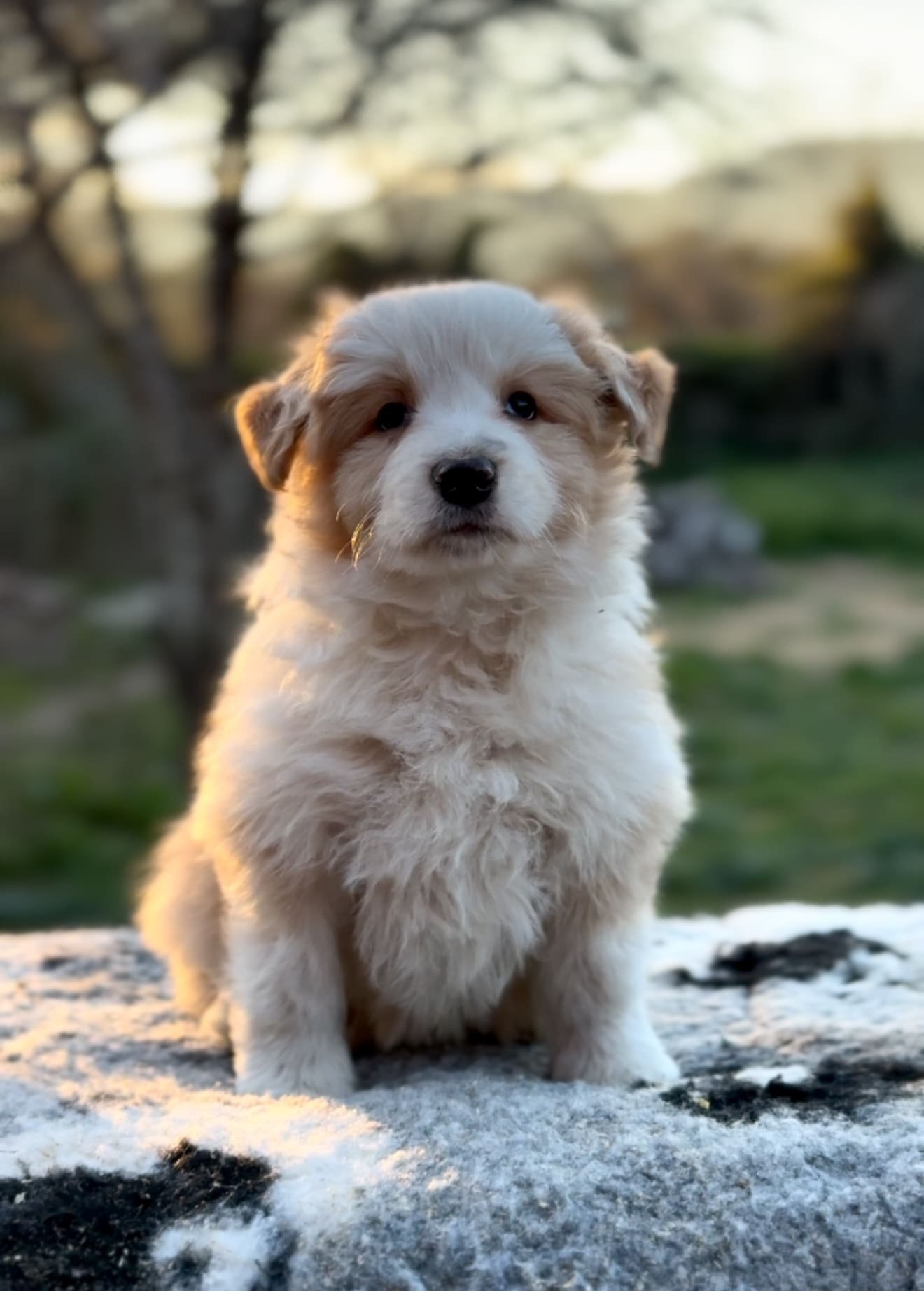 Border collie australian red