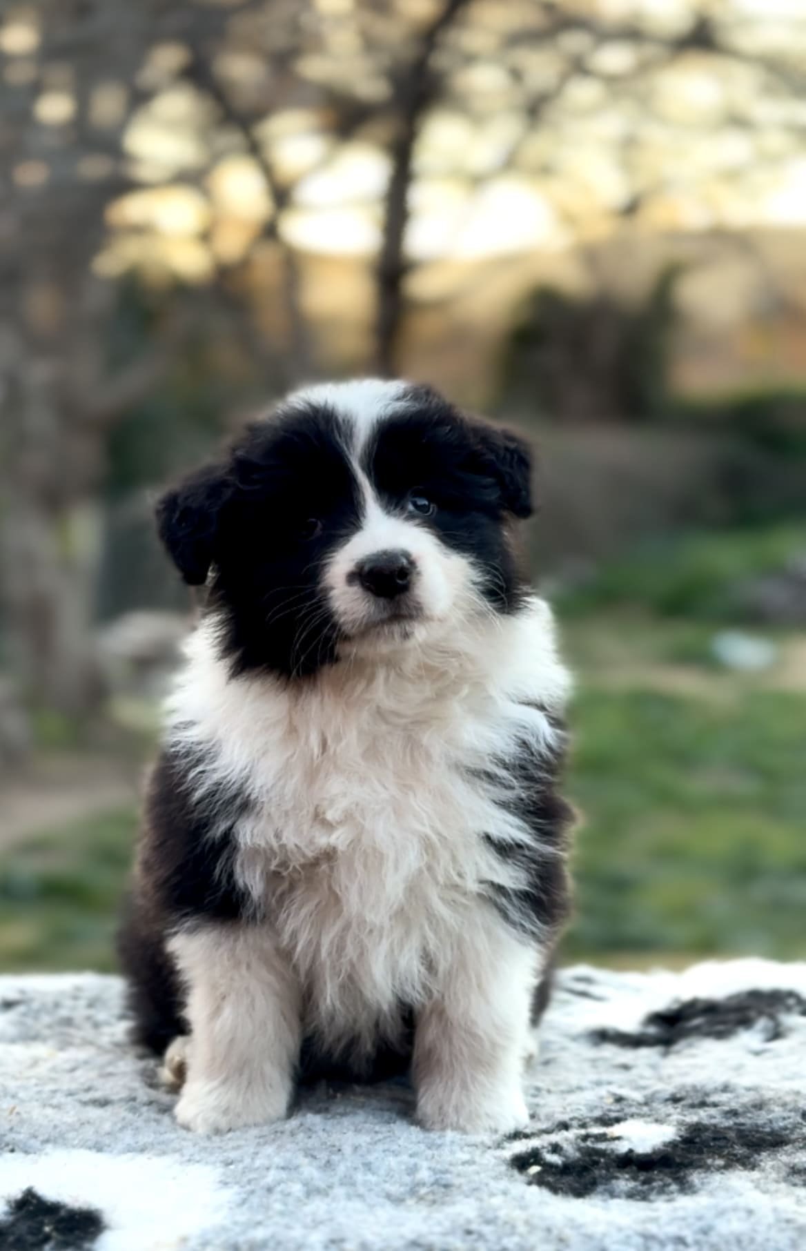 border collie pequeño