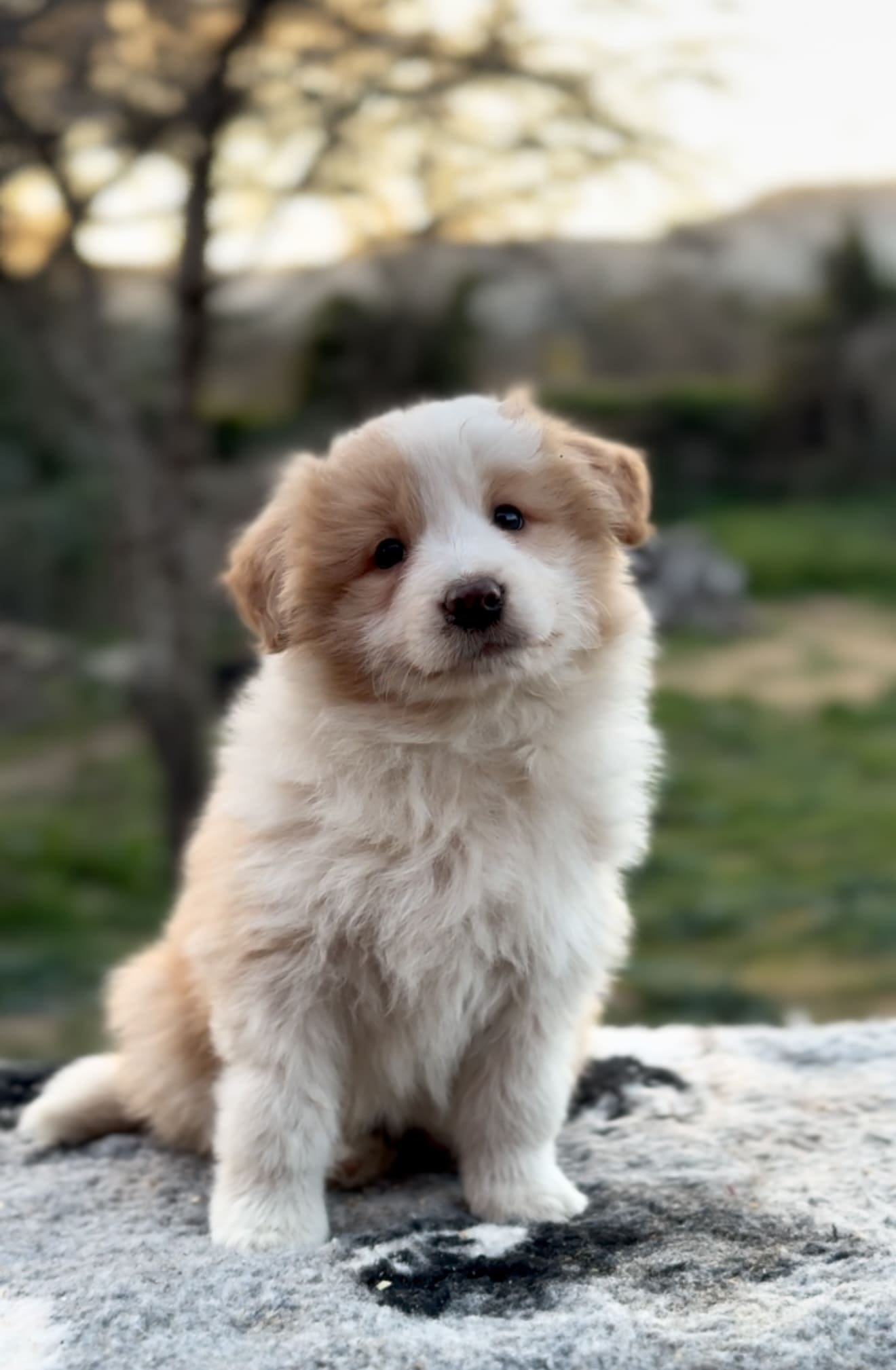 Border collie eered