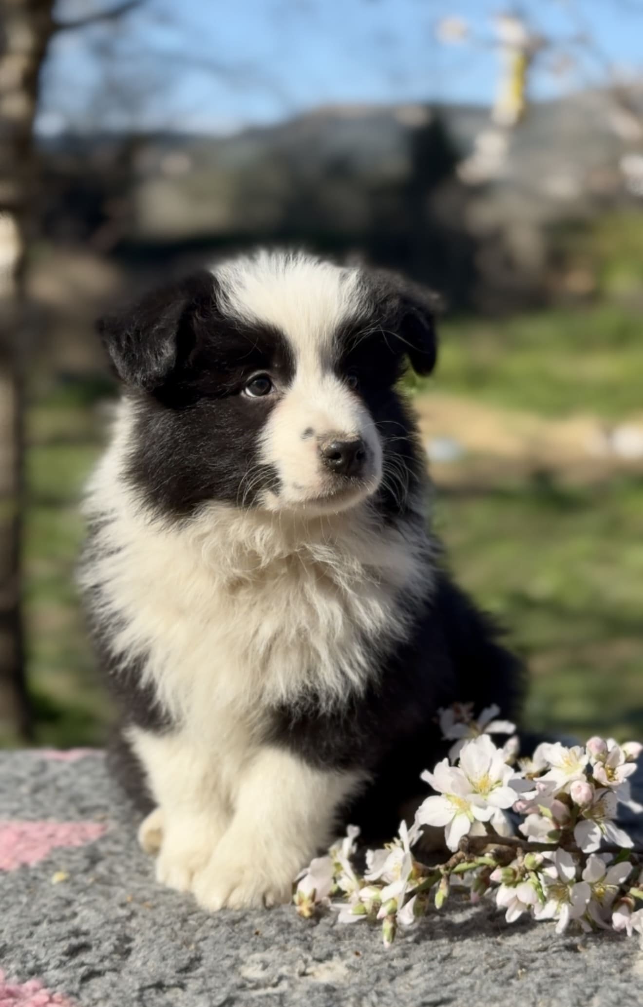 Cachorra border collie