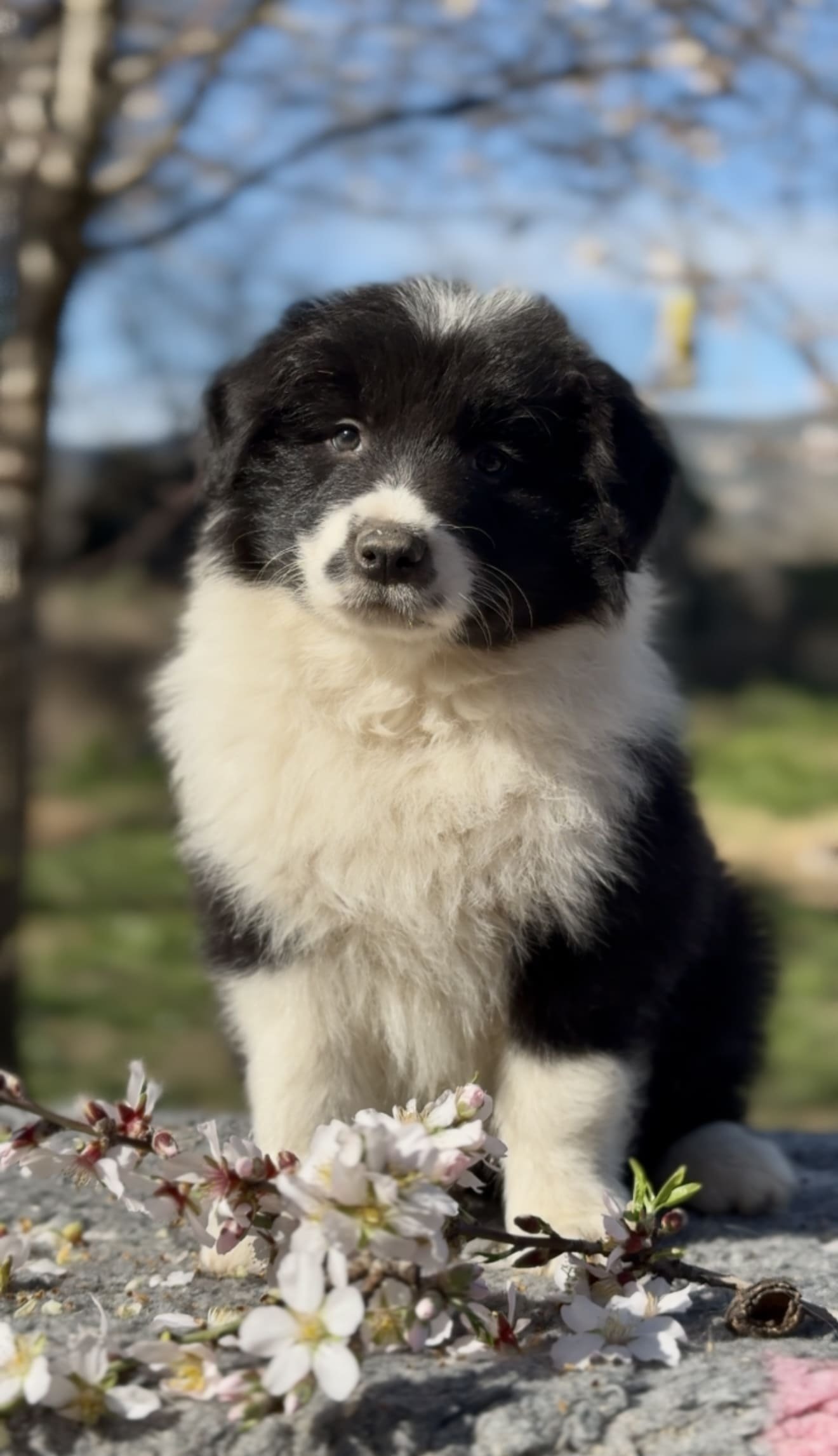 Border collie negro y blanco