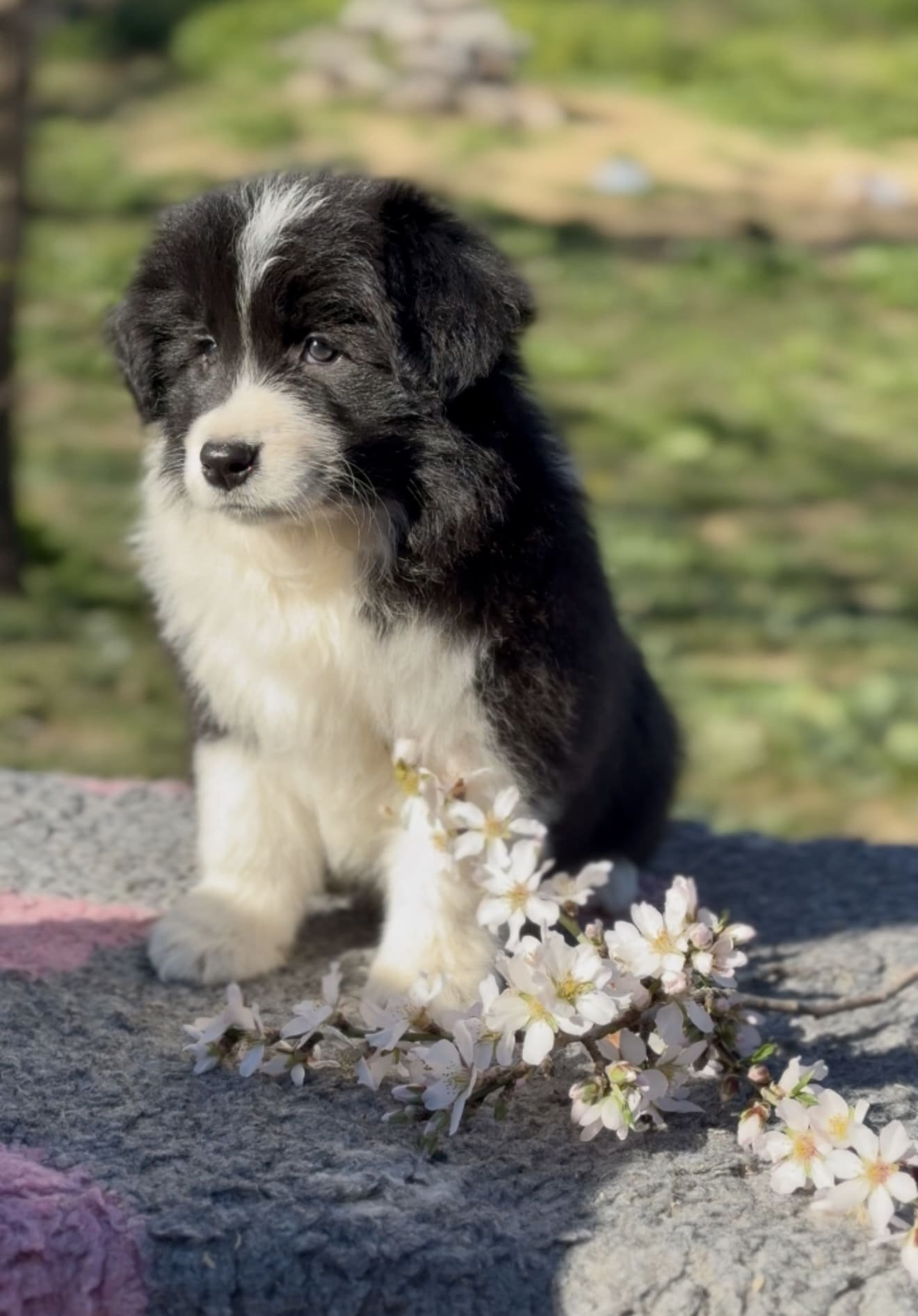 Border collie cachorro