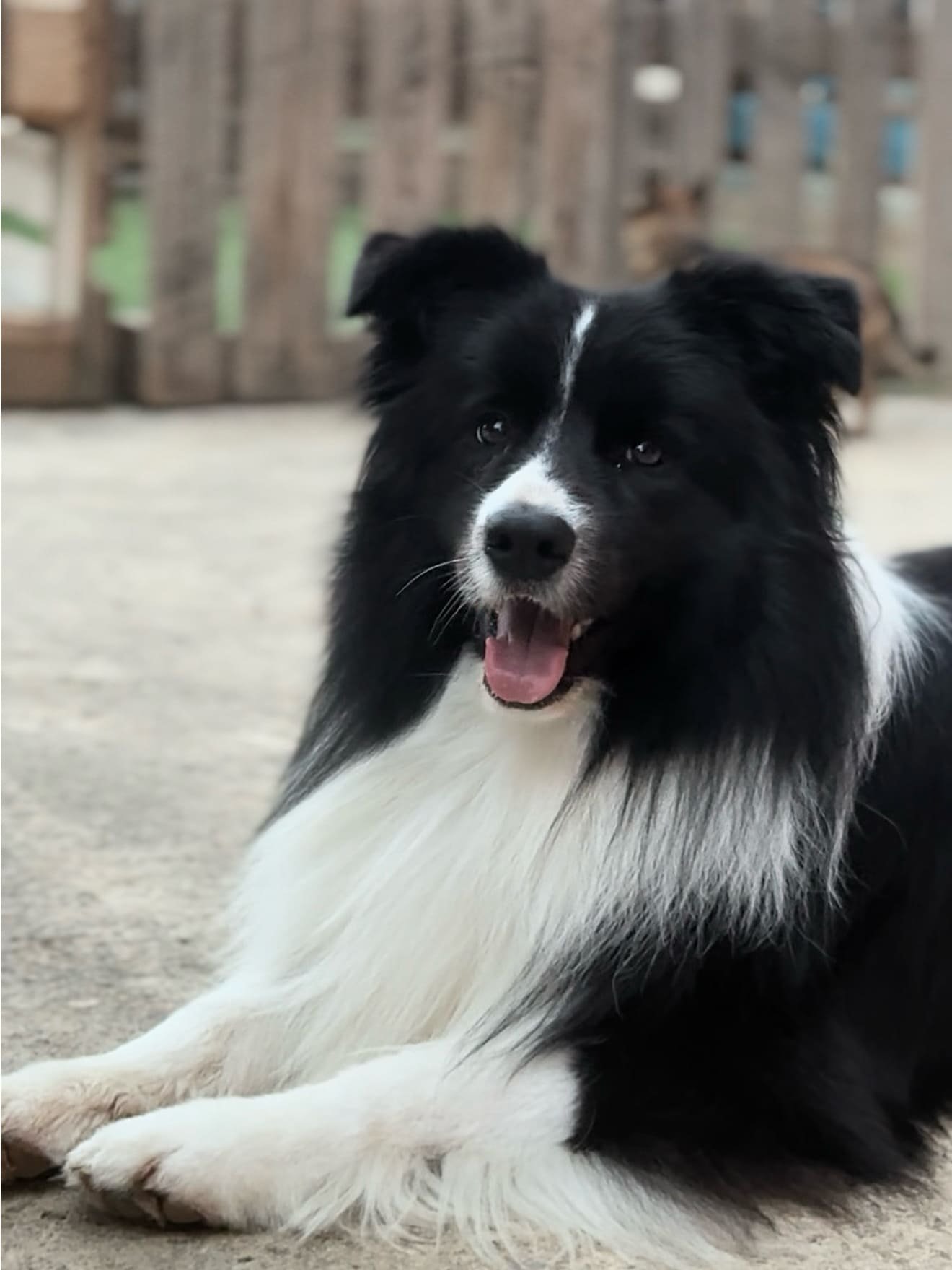 Border collie cara