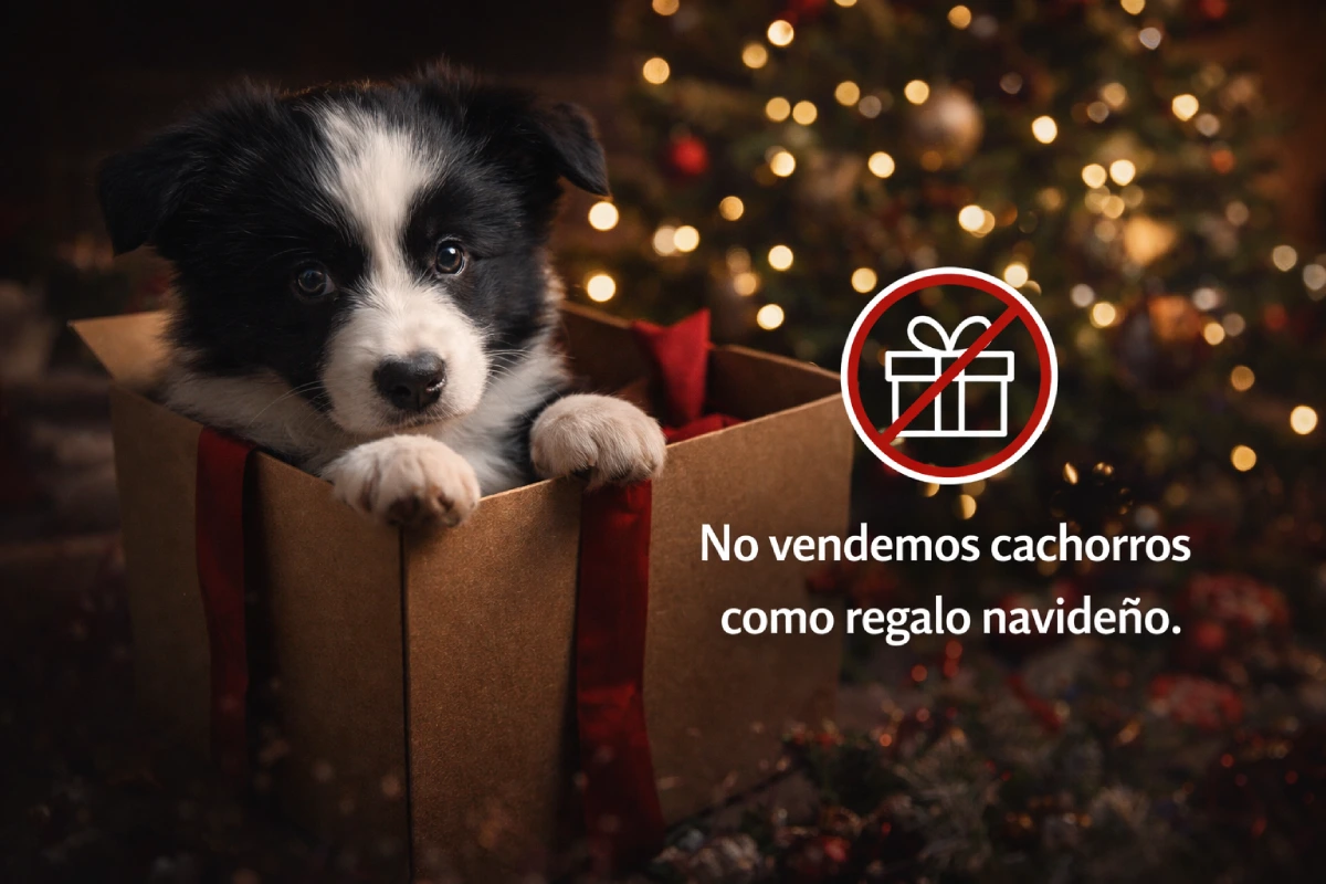 Por Qué No Vendemos Cachorros Como Regalo De Navidad