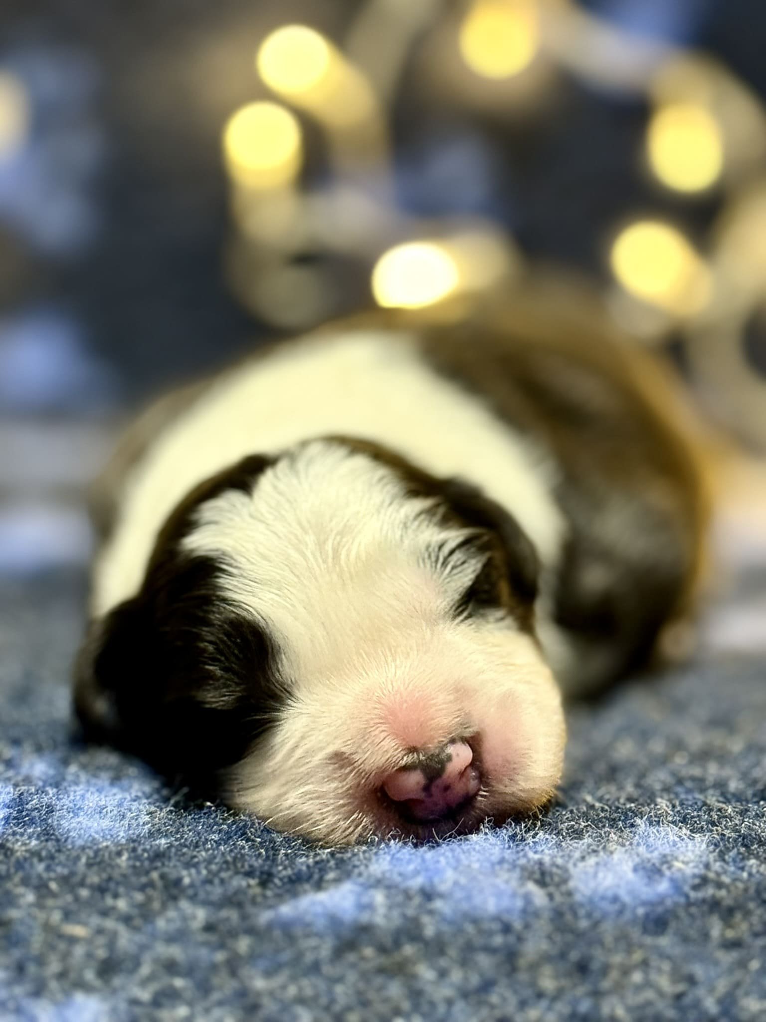 Cachorro border collie