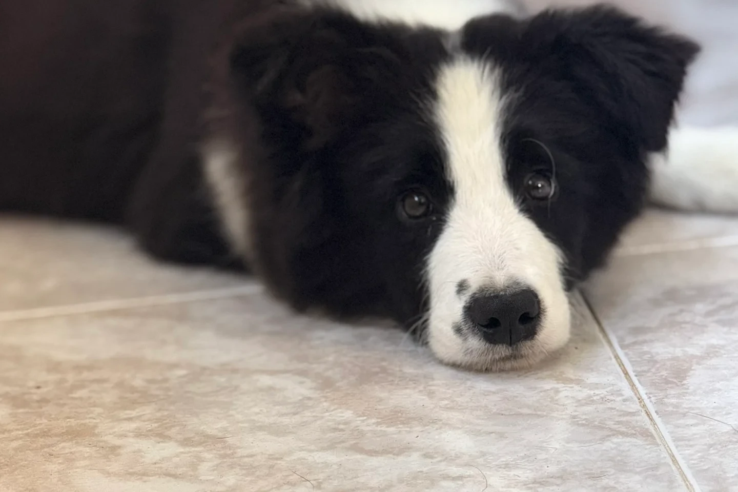 Inner Glow Border Collies Cookie